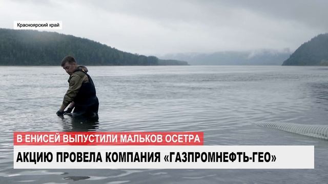 Геологоразведчики «Газпромнефть-ГЕО» выпустили в Енисей тысячи мальков осетра