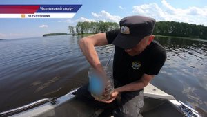 Специалисты Росрыболовства выпустили в воды Горьковского водохранилища почти 10 тысяч молодых стерля