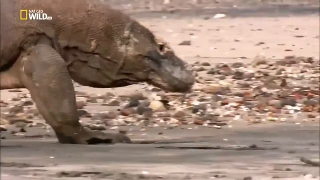 Комодский варан - доисторический каннибал смотреть онлайн