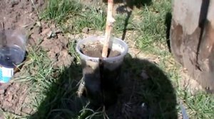 Посадка винограда.посадка винограда черенками.посадка винограда весной