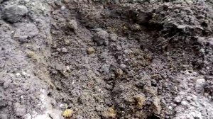 Высаживаем рассаду кабачков, патиссонов и тыкв в открытый грунт