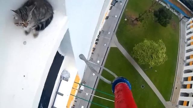 Спасение кота с крыши небоскрёба | Save a cat from a skyscraper смотреть онлайн