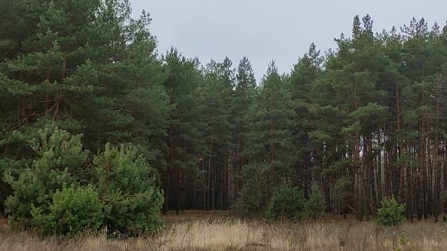 28 декабря - Трифонов день.Народные приметы и традиции. Главные запреты дня. Что нужно сделать.
