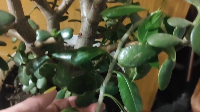 НОВЫЕ подвойные адениумы сгнили ОЧЕНЬ ЖАЛЬ #адениум #adenium смотреть онлайн
