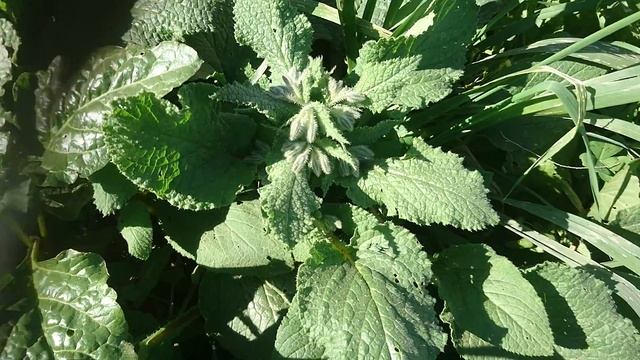 Callistemon citrinus (la rince bouteille) смотреть онлайн