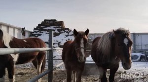 Коровы телятся, Русские тяжеловозы.