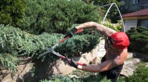 Как постричь можжевельник! Варианты!