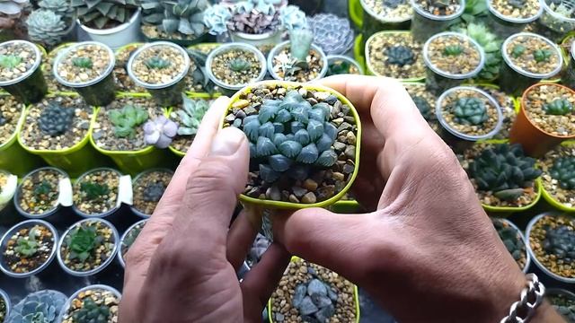 Небольшой обзор суккулентов!!! смотреть онлайн