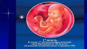 Внутриутробное развитие человека