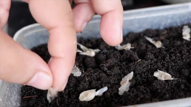 GERMINATING TABEBUIA SEEDS (Trumpet Tree) смотреть онлайн