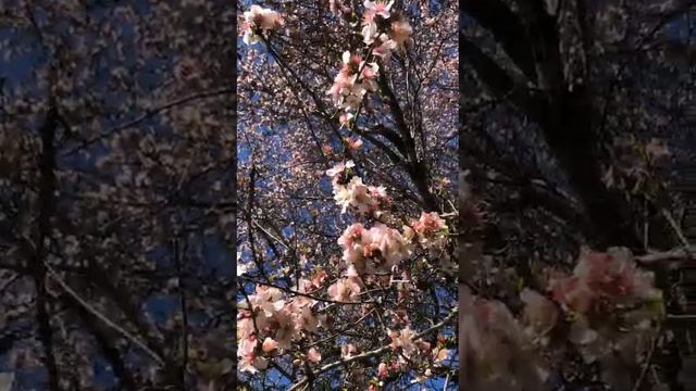 цветение миндаля в Горненском монастыре в Иерусалиме сегодня 22.02.2023.