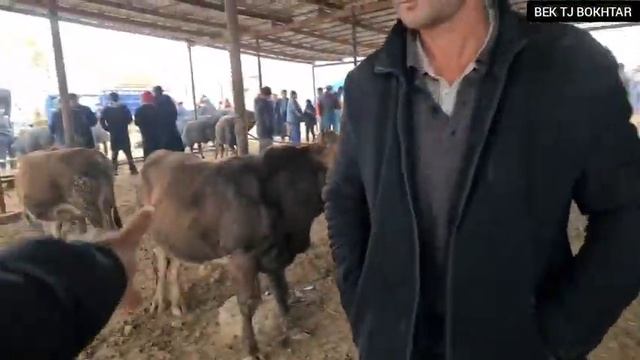 МОЛ БОЗОРИ ГУЛИСТОН Н Ч БАЛХИ ГОВУ ГУСАЛАДОР ШИР ДОР БУКАИ КАЛОН ВА МАЙДА КУЧКОР ХОИ БЕХТАРИН