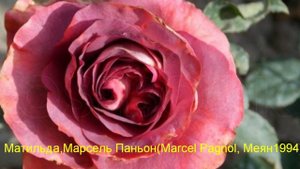 Топ 30!Rose!Они должны расти у каждого!Сорта чайно гибридных роз,что поселились в моем саду и сердц