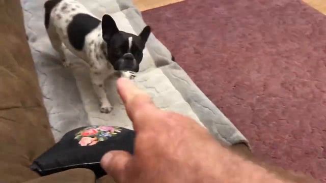 Снятие стресса у французских бульдогов... смотреть онлайн