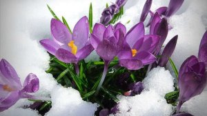 Чайковский Апрель Подснежник