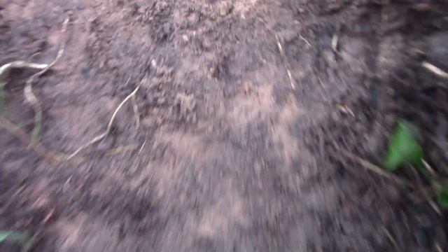 Как мы вырастили картошку под мульчой. смотреть онлайн