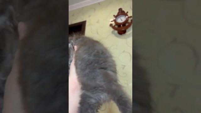 Сладенький толстячок ❤️ котёнок мейнкун! Очень красивый кот вырастет 🤩 может стать Вашим!