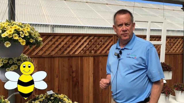 AAS Winner Petunia Bee's Knees Performs Fantastic Across North America! смотреть онлайн