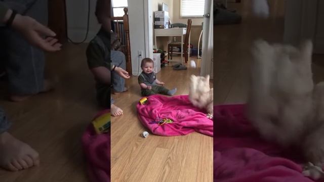 Милые и забавные животные