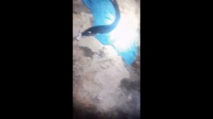 🇪🇦 ЛОВЛЯ МОРСКОГО УГРЯ/PESCA DE CONGRIO.