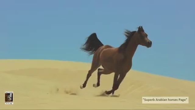 коняшки