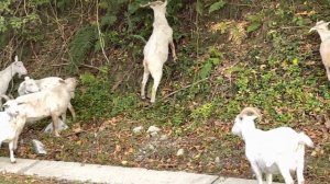 Горные козы и козел!!! в Алексеевке.?ЛАЗАРЕВСКОЕ СЕГОДНЯ?СОЧИ.