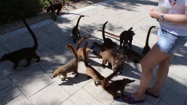 Мексиканские НОСУХИ смотреть онлайн