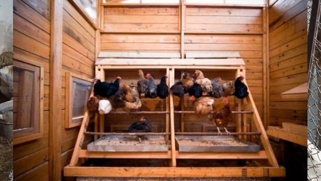 Как загнать кур в курятник на ночь или в неположенное время