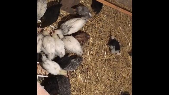 чем пропаивать цыплят с первых дней !!/лекарство от поноса у цыплят /петушиные бои смотреть онлайн