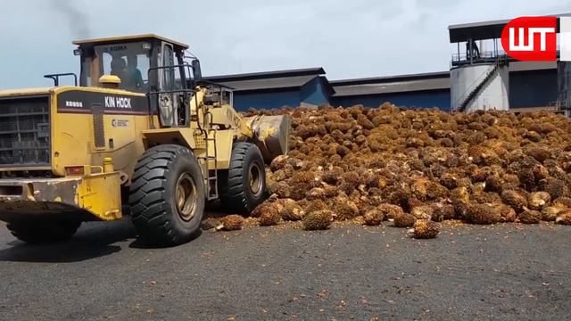 How Palm Oil Is Made In Factory | Palm Harvesting & Processing Technology | Palm Oil Factory