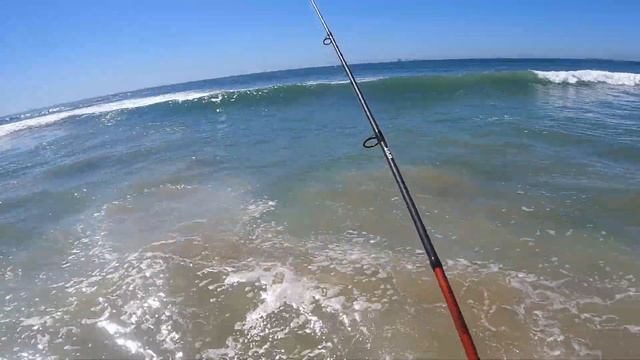 HALIBUT not biting? SURF FISHING for YELLOWFIN CROAKER instead. смотреть онлайн
