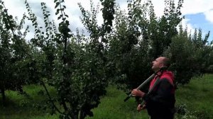 Обрезка абрикоса после сбора урожая. Летняя обрезка абрикоса. Обрезка косточковых летом.