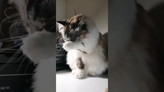 Как моется кошка 😍🐈