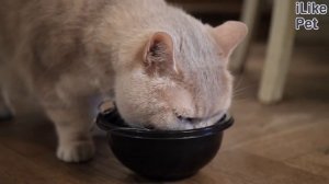 Советы перед стерилизацией кошки