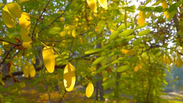 Beautiful Relaxing Music With Leaves - Piano Music, Meditation Music, Stress Relief Music смотреть онлайн