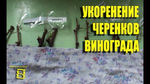 Укоренение черенков винограда 21.04.2015. Не выбрасываем верхнюю часть редкого саженца, укореняем.