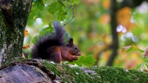 Ultimate wild animals collection in 4K Ultra HD (60 fps) Дикие животные в 4К