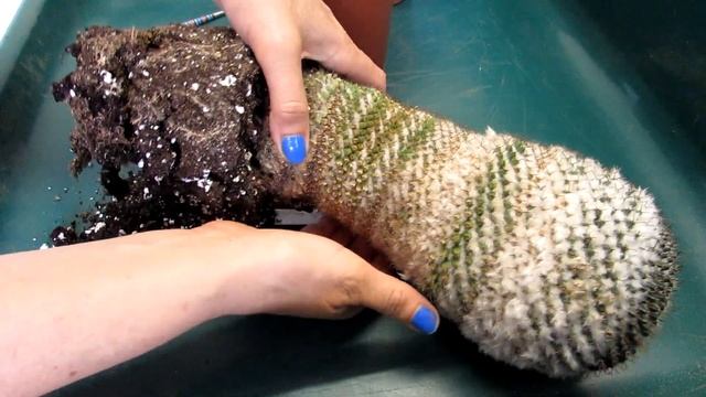 Re Potting my Mammillaria formosa Cactus Plant смотреть онлайн