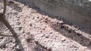 Бархатцы  .Высеваем бархатцы в открытый  грунт.