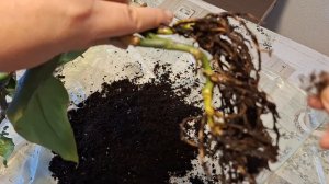 заболел Филодендрон в чём причина?