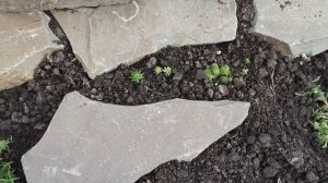 АЛЬПИЙСКАЯ ГОРКА ГОТОВА. ПЕРЕДЕЛАЛА ЦВЕТНИК.