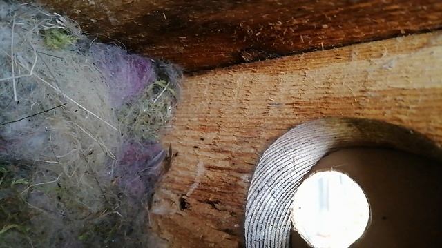 Ремонт синичника - готовимся к весне. смотреть онлайн