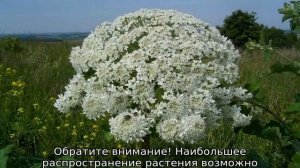 Трава борщевик: что это такое, описание, свойства