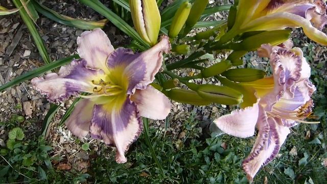 Цветение лилейников: BLUE BOOK (L.Lambertson, 2013) смотреть онлайн