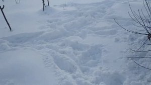 Подготовка яблоневого сада к зиме в Сибири.