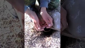 Петли на суслика часть 2 :ставим петли