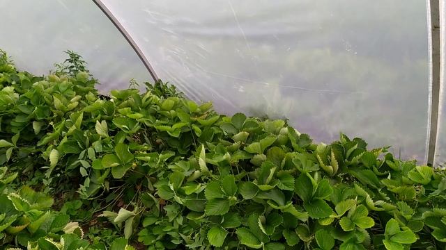 клубника в балагане . подводим итоги. смотреть онлайн