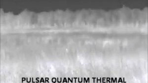 Quantum HS38 Pulsar_detection of kangaroo in grass.flv