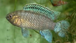 Бадис бадис.Описание. Содержание. Уход. Размножение. Аквариумные рыбы.