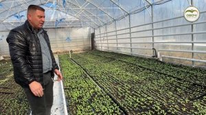 Редис в теплиці. Раціональне використання площ | Овочі.Смак успіху